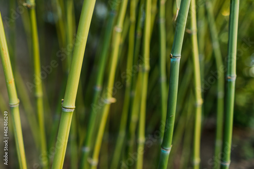 Fototapeta Naklejka Na Ścianę i Meble -  Background with green bamboo branches in home garden