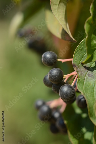 Chokeberry on a branch with green leaves