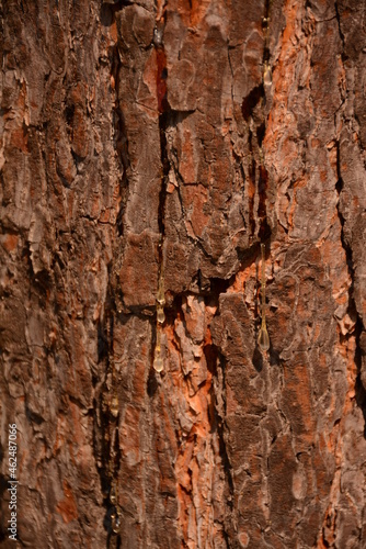 Pine bark and resin flows over it. Close-up