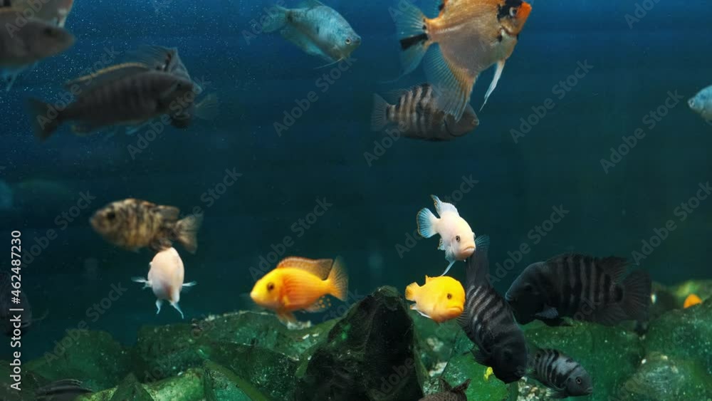 Freshwater aquarium with a large school of fish. A beautiful freshwater aquarium with transparent stones and many fish. Beautiful aquarium landscape. Aqua space Freshwater aquarium with a large school of fish. A beautiful freshwater aquarium with transparent stones and many fish. Beautiful aquarium landscape. Aqua space