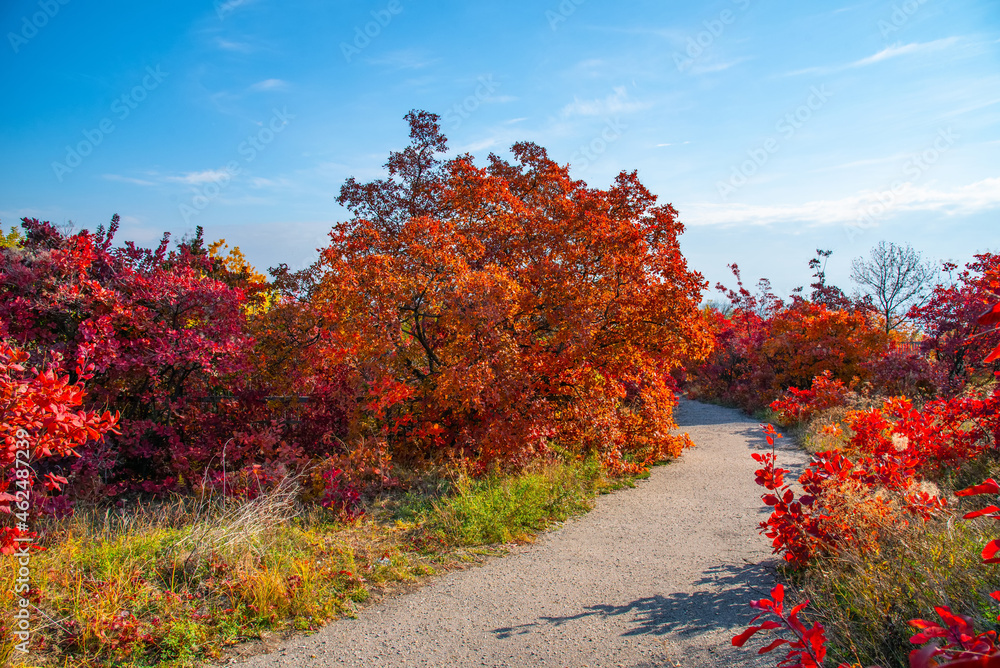Obraz premium Autumn park walkway at sunny daysunny day
