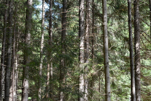 Tall pine trees in the forest on a sunny day