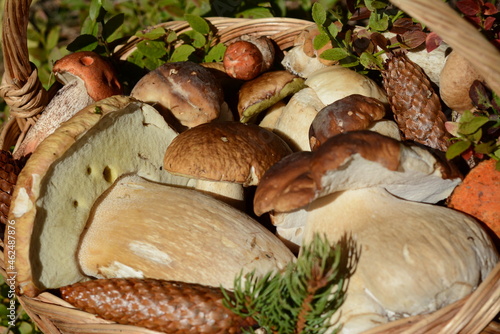 Close-up of porcini mushrooms in a basket