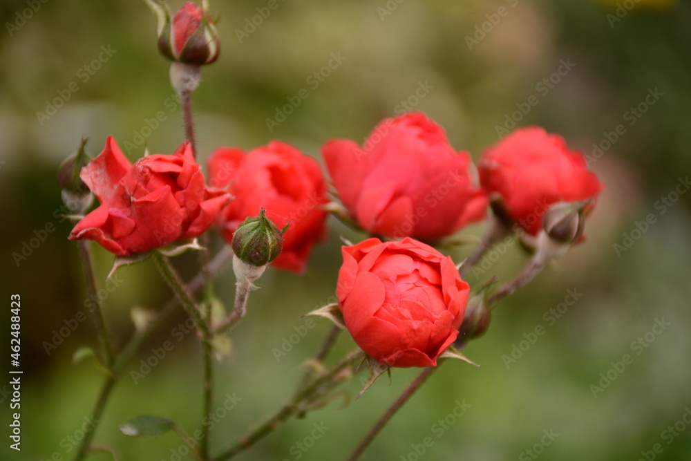 Obraz premium Miniature red roses close up