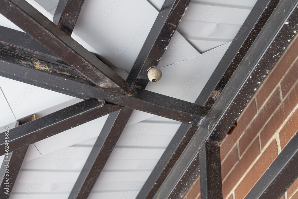 Obraz premium Wasp nest under the roof of the gazebo, dangerous insects for people