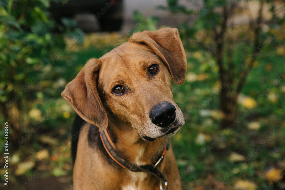 Portrait of Happy cute puppy with foliage bokeh background. Head shot of smile dog with colorful spring leaf at sunset with space. Stray dog. Portrait of Happy cute puppy with foliage bokeh background. Head shot of smile dog with colorful spring leaf at sunset with space. Stray dog.