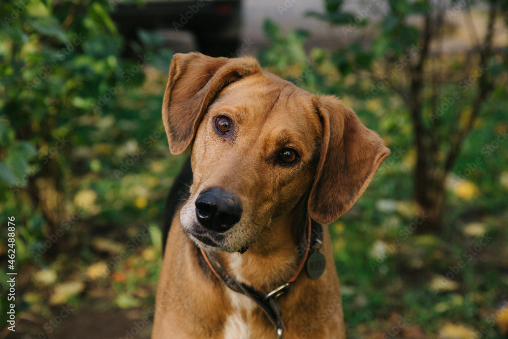 Portrait of Happy cute puppy with foliage bokeh background. Head shot of smile dog with colorful spring leaf at sunset with space. Stray dog. Portrait of Happy cute puppy with foliage bokeh background. Head shot of smile dog with colorful spring leaf at sunset with space. Stray dog.