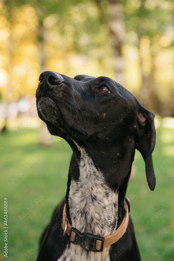 Portrait of Happy cute puppy with foliage bokeh background. Head shot of smile dog with colorful spring leaf at sunset with space. Stray dog.