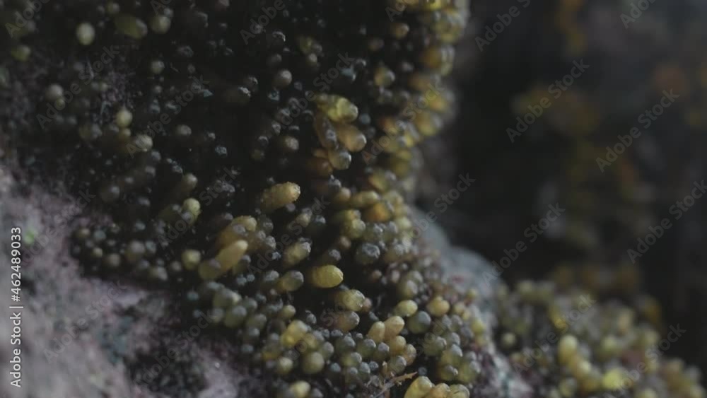 Close-up of green ocean algae in the form of transparent caps growing on a dark reel. Wonderful flora and fauna of algae plants on dark rock opening after low tide on the coast in the afternoon. Close-up of green ocean algae in the form of transparent caps growing on a dark reel. Wonderful flora and fauna of algae plants on dark rock opening after low tide on the coast in the afternoon.