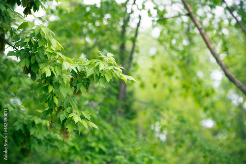Green spring leaves