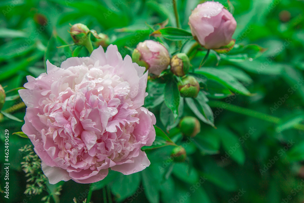 pink peony flower with green leaves background pink peony flower with green leaves background