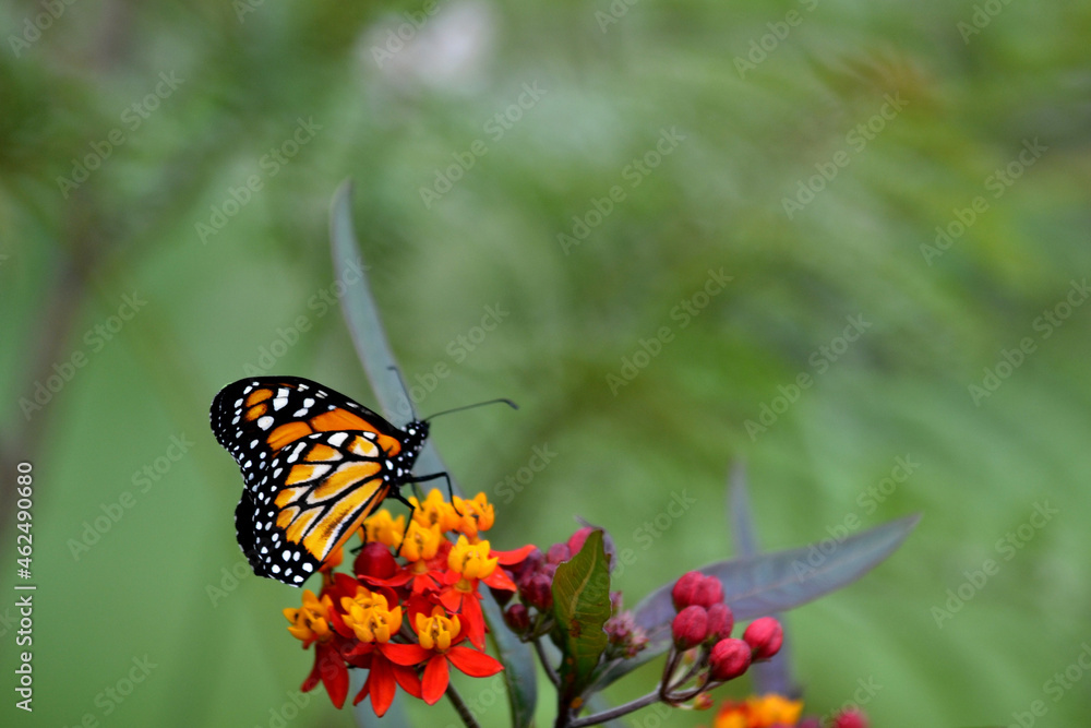 MONARCH BUTTERFLY DRYING THEIR WINGS MONARCH BUTTERFLY DRYING THEIR WINGS
