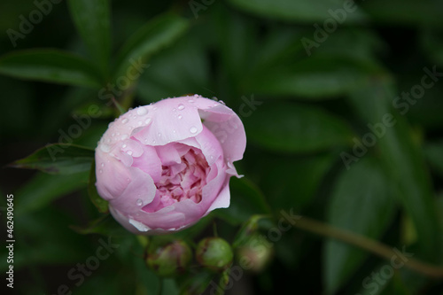 pink peony flower with green leaves background
