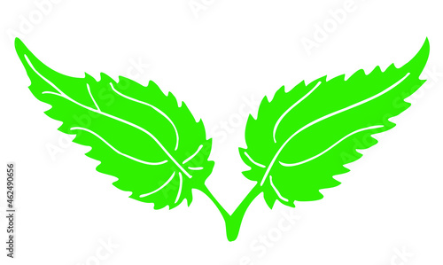 Two green leaves of nettle hand sketch