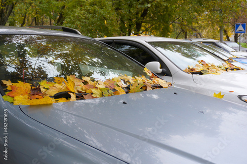 Yellow maple leaves crumbling on the windshield of the car, Autumn concept. © Борис Бондарчук