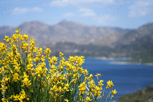 Flowers at Silverwood Lake California © Brian