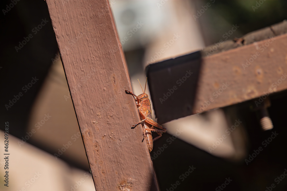 Obraz premium Brown mantis basking in the sun