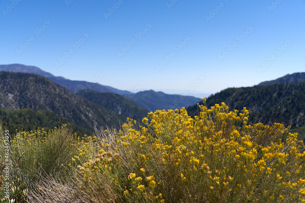Wildflowers and mountain view on Rim of the World near Big Bear Lake, California, United States of America