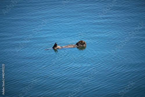 Southern sea otter (Enhydra lutris nereis) at Elkorn Slough, California, off of route 1 photo