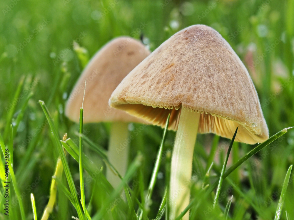 Mushrooms growing on a grass lawn in a garden in Staffordshire. Mushrooms growing on a grass lawn in a garden in Staffordshire.
