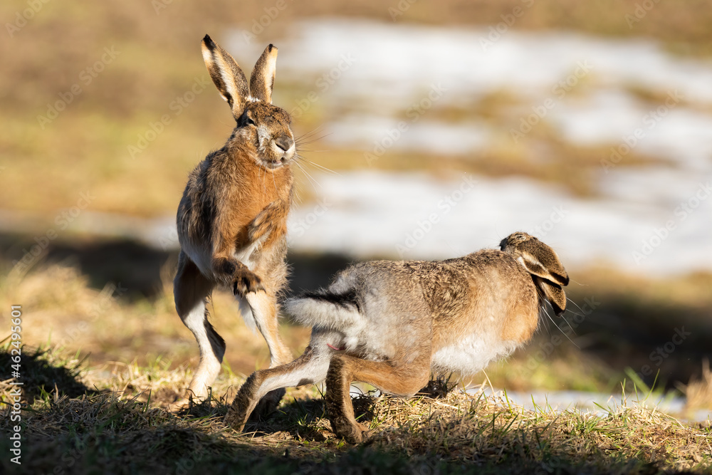 Two brown hare, lepus europaeus, fighting on field in spring nature. Pair of rabbits boxing on glade in sunlight. Brown long ear mammals in action on meadow.