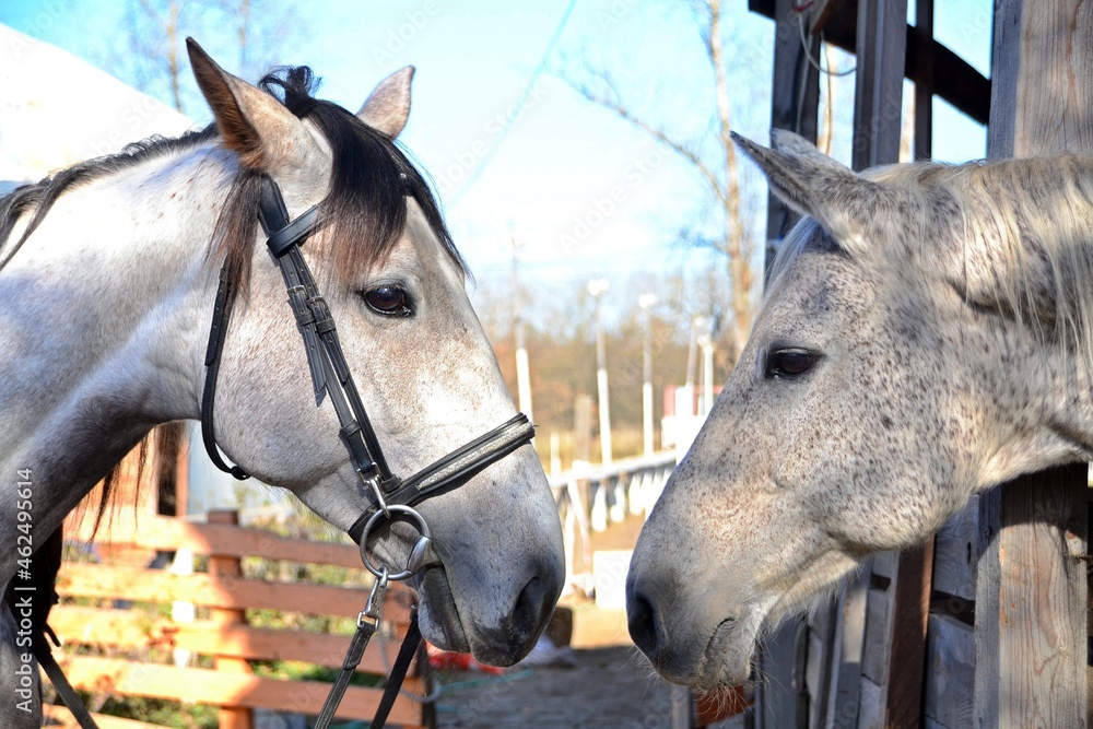 Fototapeta premium Two grey horses get acquainted