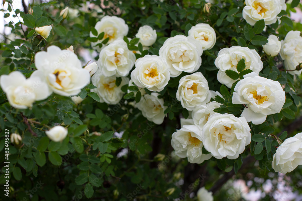 Rosehip blossom with white flowers. Many open flowers of wild rose, seasonal natural background Rosehip blossom with white flowers. Many open flowers of wild rose, seasonal natural background