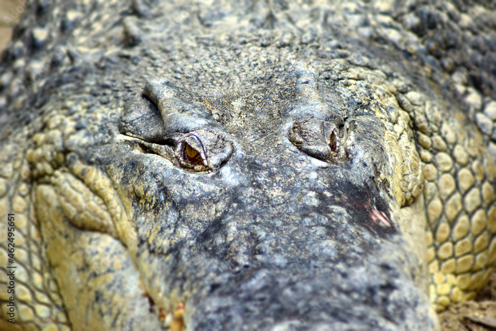 Fototapeta premium close up of a crocodile