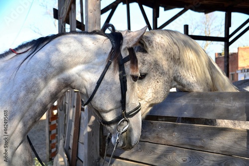 Two horses head to head