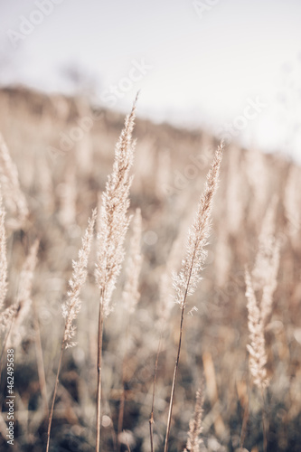 Pampas grass in autumn. Natural background. Dry beige reed. Pastel neutral colors and earth tones. Selective focus.