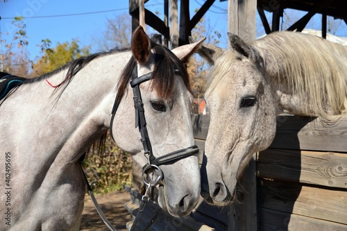 Portrait of two grey horses