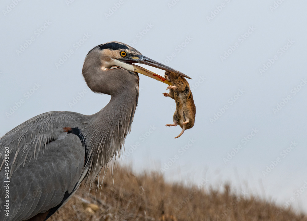 Obraz premium Great Blue Heron Caught A Gopher