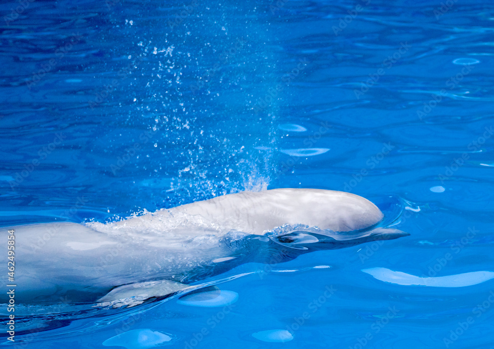 Obraz premium dolphins, swimming, marine animals