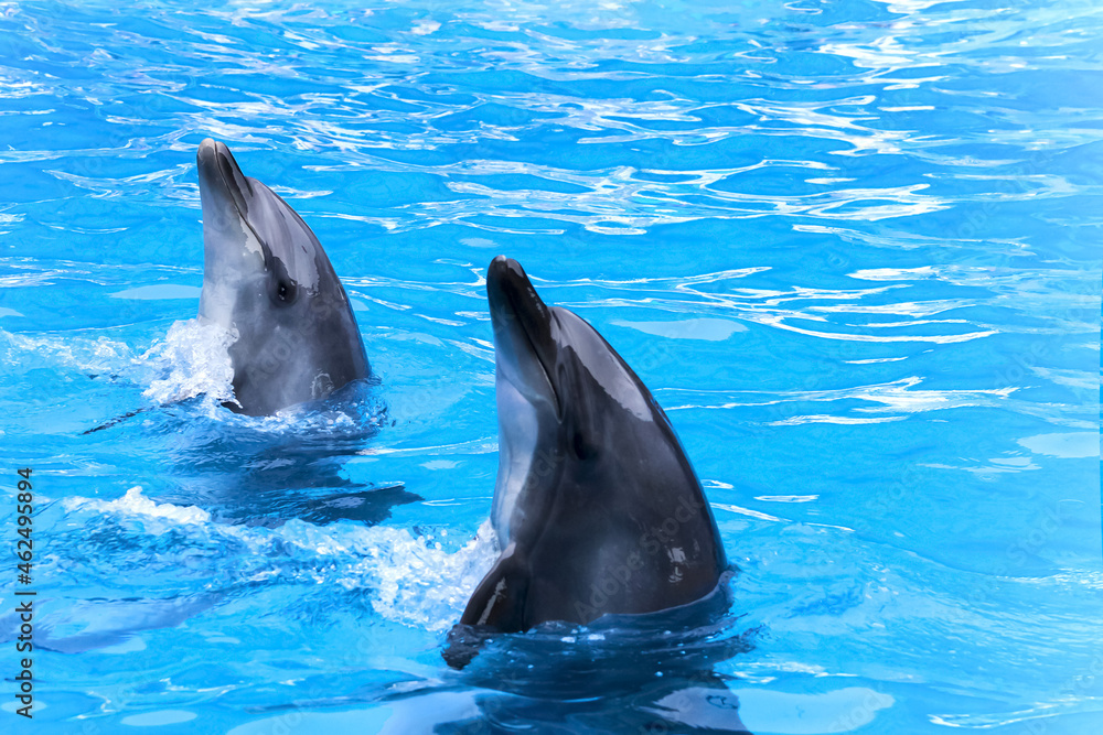 Obraz premium dolphins in the pool. Head of a dolphins. marine animals