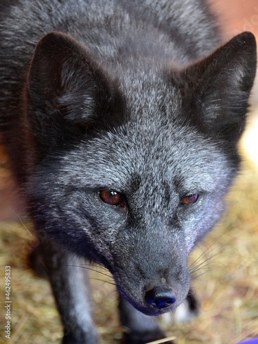 Curious,silver fox close-up