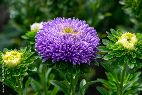 Purple double aster flower in the garden on the flowerbed.