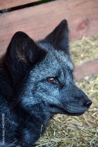 Portrait of a silver fox