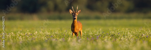 Roe deer, capreolus capreolus, standing in wildflowers in sunset in panoramic shot. Roebuck looking to the camera on field with copy space. Antlered mammal staring on meadow in golden hour.