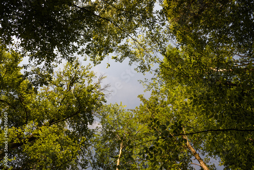 A view of the green leafy treetops towards the blue sky on a summer day