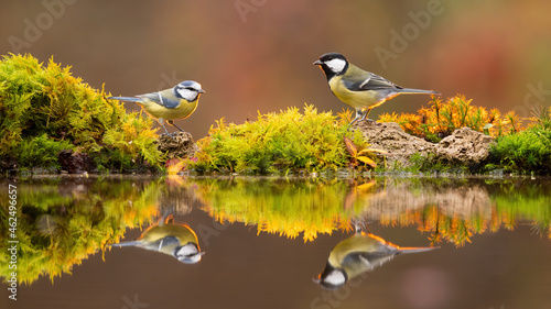 Great tit, parus major, and eurasian blue tit, cyanistes caeruleus, standing on pond in fall. Two birds looking to each other with reflection in water. Pair of feathered animals at sunset.