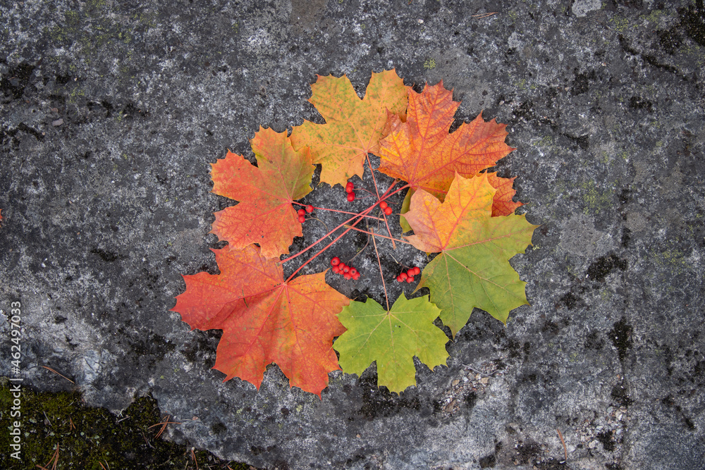 Leafs on a rock with placed next to each other, based on colors from summer green to autumn orange and red with small berries Leafs on a rock with placed next to each other, based on colors from summer green to autumn orange and red with small berries