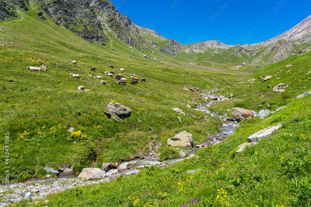 Naklejka premium Scenic sight with cows roaming near a stream, near the mountain pass Colle dell'Agnello, Piedmont, between Italy and France.