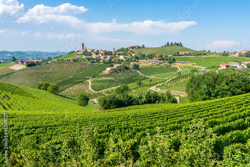 Beautiful hills and vineyards surrounding Barbaresco village in the Langhe region. Cuneo  Piedmont  Italy.