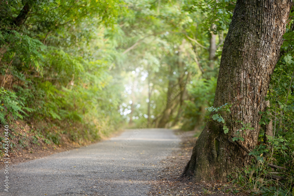 Fototapeta premium Asphalt way in forest with sunlight in background. Road in the middle of nature in springtime. Pathway in woodland with sun shining betwean green leaves.