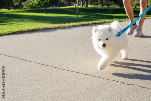 Samoyed Puppy walking down the street