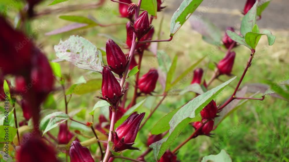 Rosella flower (also called roselle) with a natural background. Use as herbal drink and herbal medicine Rosella flower (also called roselle) with a natural background. Use as herbal drink and herbal medicine