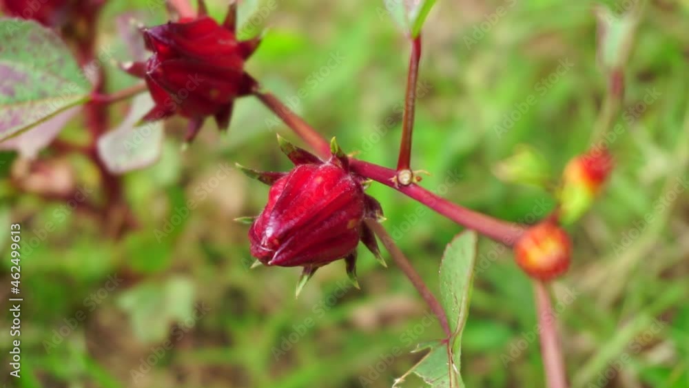 Rosella flower (also called roselle) with a natural background. Use as herbal drink and herbal medicine Rosella flower (also called roselle) with a natural background. Use as herbal drink and herbal medicine