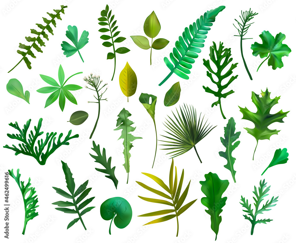 Set Exotic Green leaves on white background. Foliage, botanical collection. Realistic vector icons for your design. Vector illustration. Vector illustration