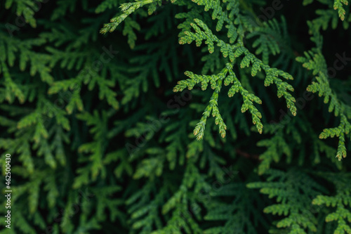 Twigs of green thuja close up. An evergreen row of thuja in the garden.