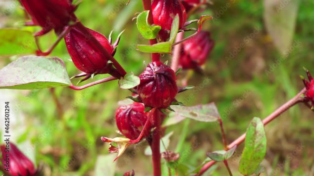 Rosella flower (also called roselle) with a natural background. Use as herbal drink and herbal medicine Rosella flower (also called roselle) with a natural background. Use as herbal drink and herbal medicine